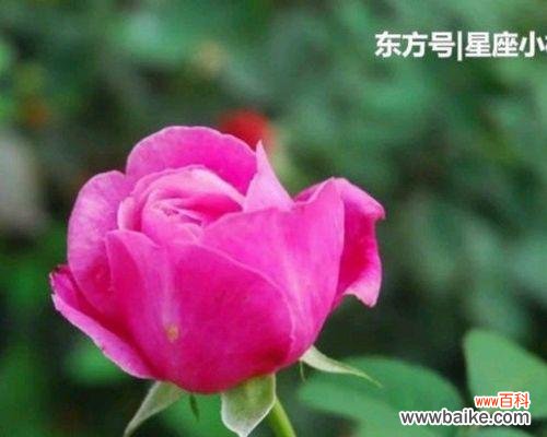 恋人心花的花语和寓意是什么？恋人心花代表了什么？