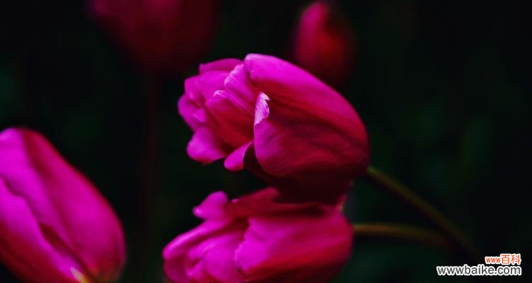 恋人心花的花语和寓意是什么？恋人心花代表了什么？