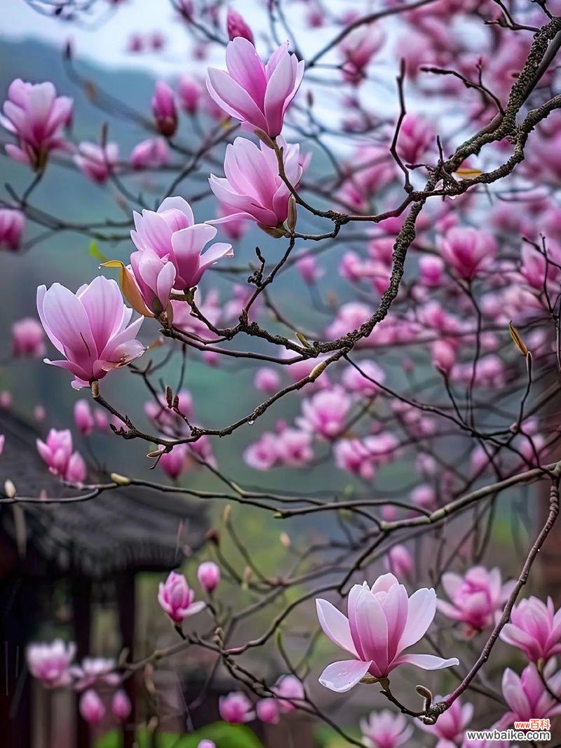 玉兰花花语是什么？玉兰花在花语中代表什么？