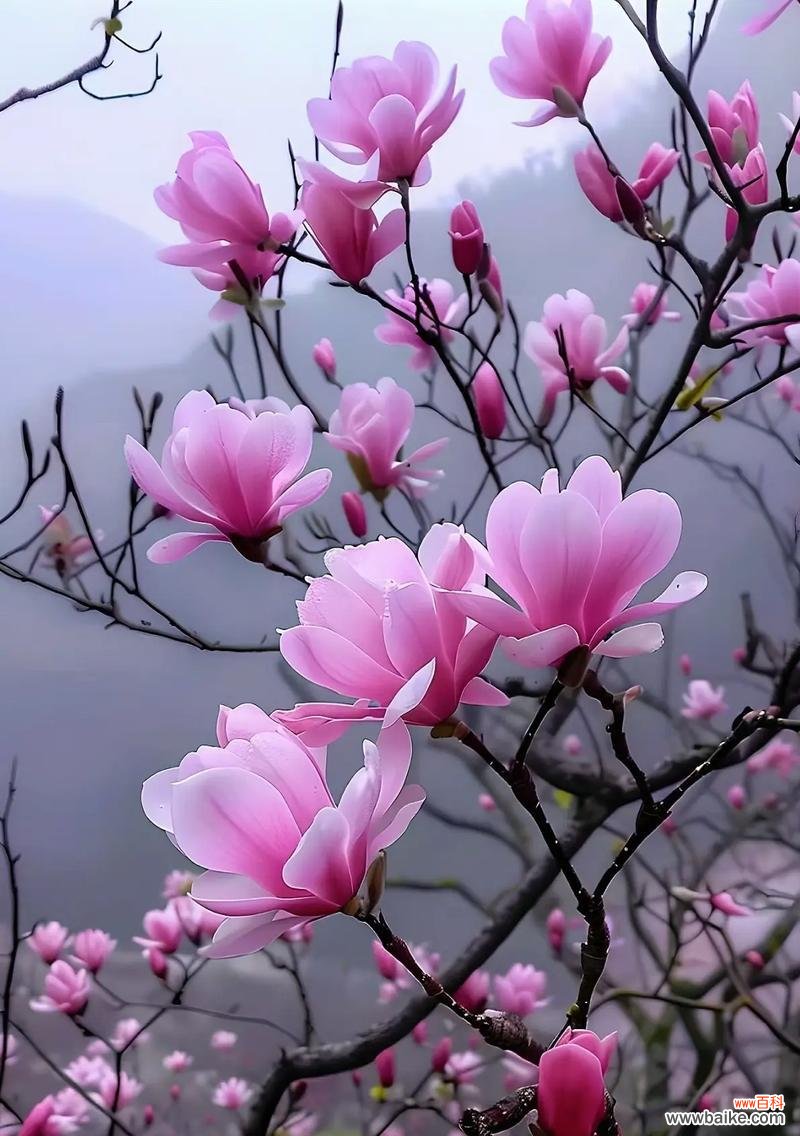 玉兰花花语是什么？玉兰花在花语中代表什么？