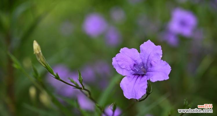 凋谢的爱象征哪种花语？含义是什么？