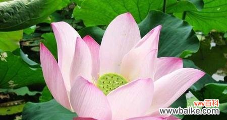 从污泥中开出的美丽-荷花的象征意义 荷花的象征意义