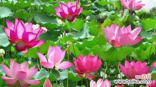 从污泥中开出的美丽-荷花的象征意义 荷花的象征意义