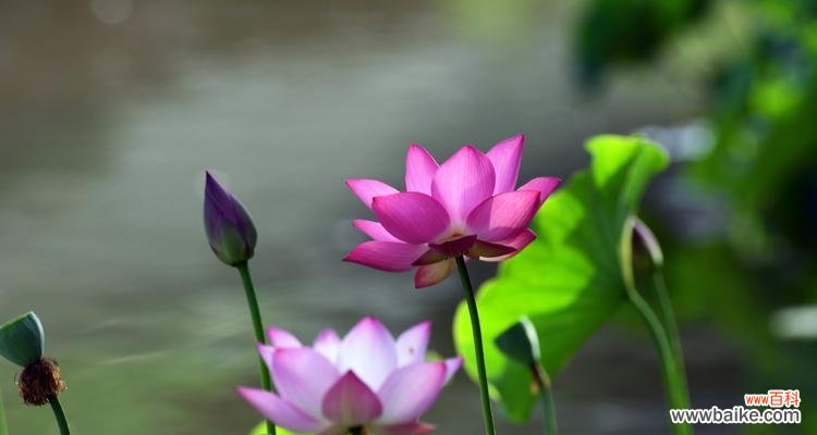 从污泥中开出的美丽-荷花的象征意义 荷花的象征意义