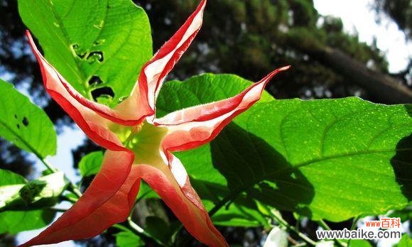 揭开黑色曼陀罗的秘密，了解其独特的意义 黑色曼陀罗的花语