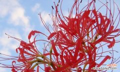 揭开黑色曼陀罗的秘密，了解其独特的意义 黑色曼陀罗的花语