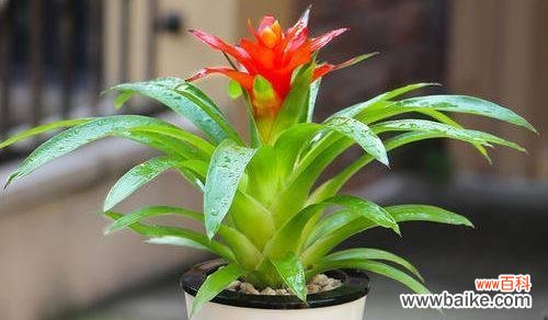 逆境中绽放的机遇之花 鸿运当头-幸运与成功的象征