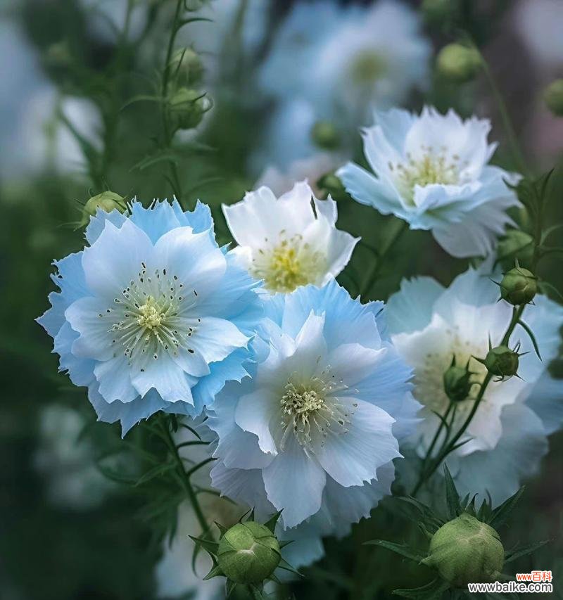 黑种草的美丽谜团与神秘花语 以黑种草的花语探秘