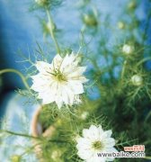 黑种草的美丽谜团与神秘花语 以黑种草的花语探秘