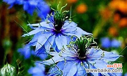 黑种草的美丽谜团与神秘花语 以黑种草的花语探秘