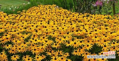 了解黑心菊的花语，拥抱积极向上的寓意 以黑心菊的花语和寓意为主题的文章