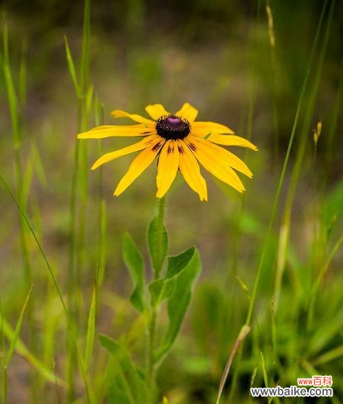 了解黑心菊的花语，拥抱积极向上的寓意 以黑心菊的花语和寓意为主题的文章