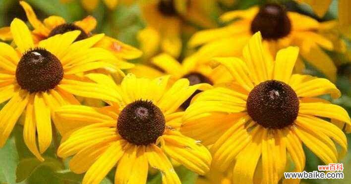 了解黑心菊的花语，拥抱积极向上的寓意 以黑心菊的花语和寓意为主题的文章