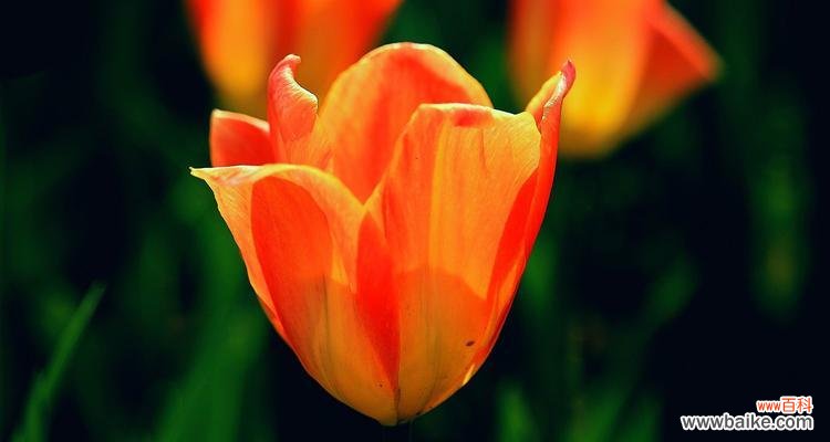 探寻黑色郁金香的象征意义与传说 黑色郁金香的花语