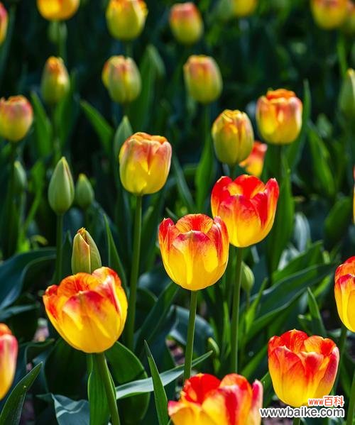 探寻黑色郁金香的象征意义与传说 黑色郁金香的花语