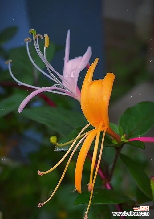 探寻红花忍冬的神秘之谜 红花忍冬的花语与意义