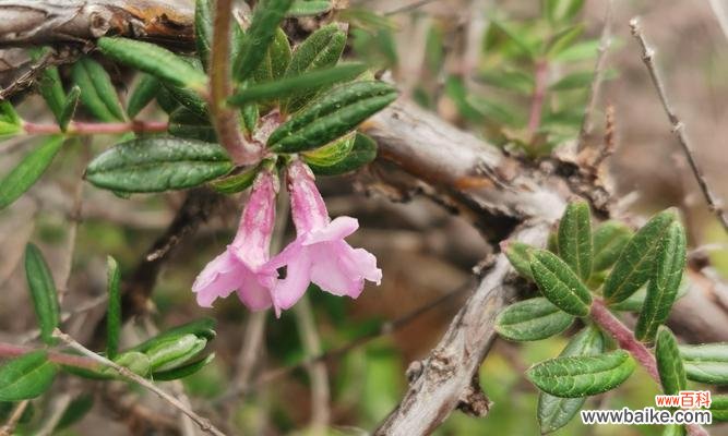 探寻红花忍冬的神秘之谜 红花忍冬的花语与意义