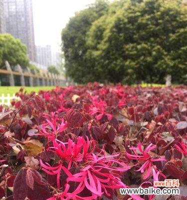 红花继木与坚强不屈的精神 红花继木