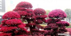 红花继木与坚强不屈的精神 红花继木