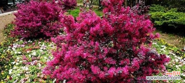 红花继木与坚强不屈的精神 红花继木