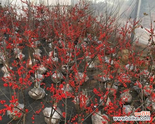 红豆花语的含义及传承 红豆花语之爱情的美好告白