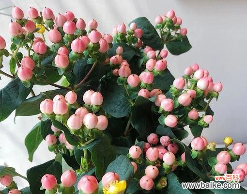 红豆花语的含义及传承 红豆花语之爱情的美好告白