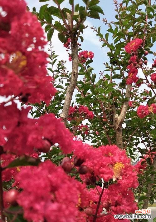 探寻红色紫薇花所传递的浪漫情感 红色紫薇花语