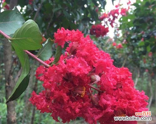 探寻红色紫薇花所传递的浪漫情感 红色紫薇花语