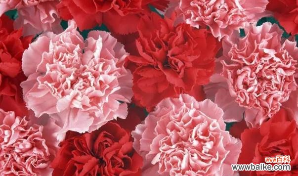 红色康乃馨的传递爱情与热情之花语 红色康乃馨的花语及其意义