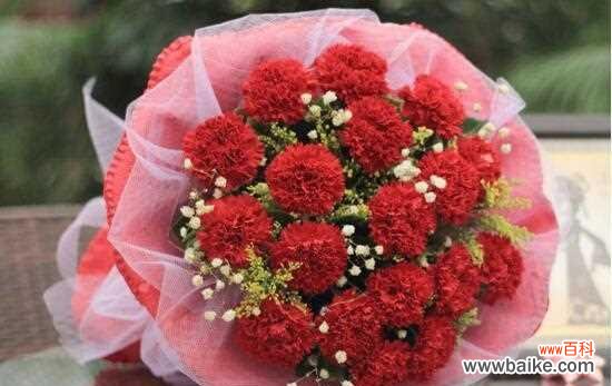 红色康乃馨的传递爱情与热情之花语 红色康乃馨的花语及其意义