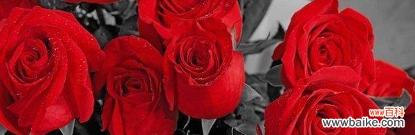 探寻红玫瑰的花语和情感表达 99朵红玫瑰的花语传递浓情