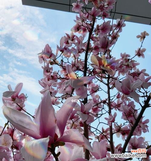 红玉兰的花语及其象征意义 红玉兰花语