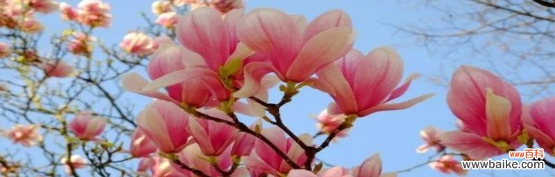 红玉兰的花语及其象征意义 红玉兰花语