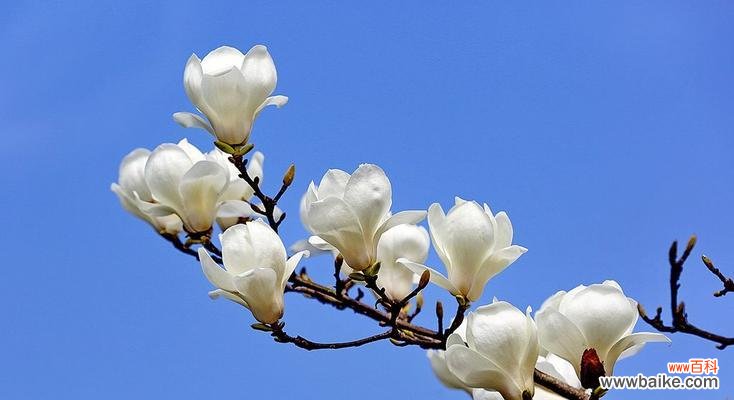 红玉兰的花语及其象征意义 红玉兰花语