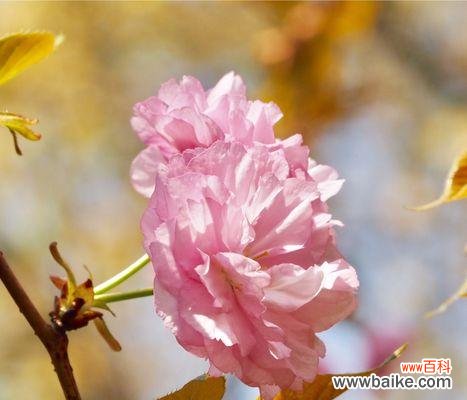 寓意美丽与坚韧的红叶樱花 红叶樱花的花语