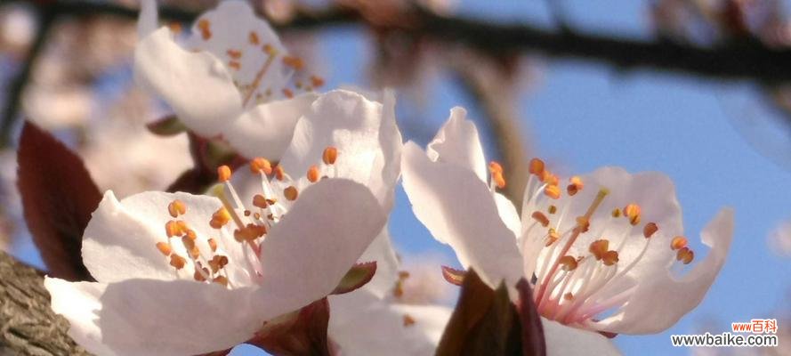 红叶李花的意义、象征和传说 红叶李的花语