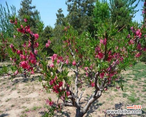 探索红叶碧桃花所传达的情感与寓意 红叶碧桃花语的深意