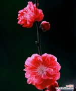 探索红叶碧桃花所传达的情感与寓意 红叶碧桃花语的深意