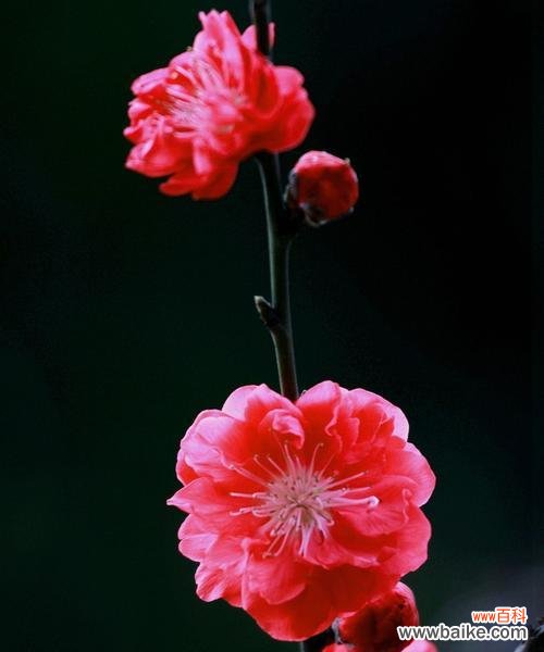 探索红叶碧桃花所传达的情感与寓意 红叶碧桃花语的深意