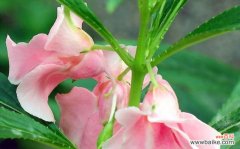 凤仙花的花语及其美丽的寓意 凤仙花的花语及其象征意义