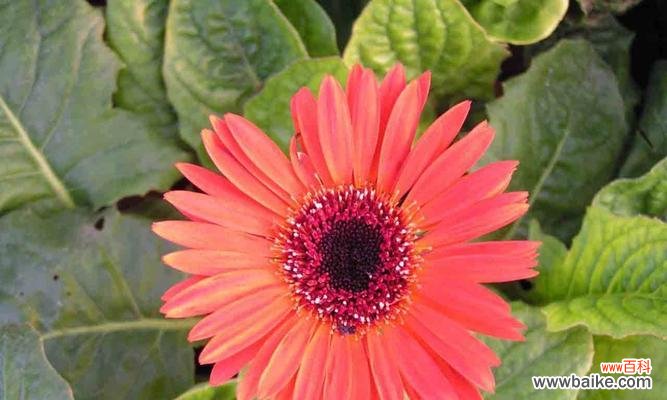 爱情的花语和粉色扶郎花的传说 粉色扶郎花的花语和寓意——揭示浪漫与希望的象征