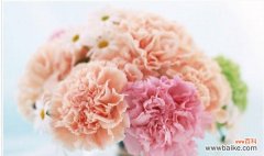 用花语传递心意 粉色康乃馨花语