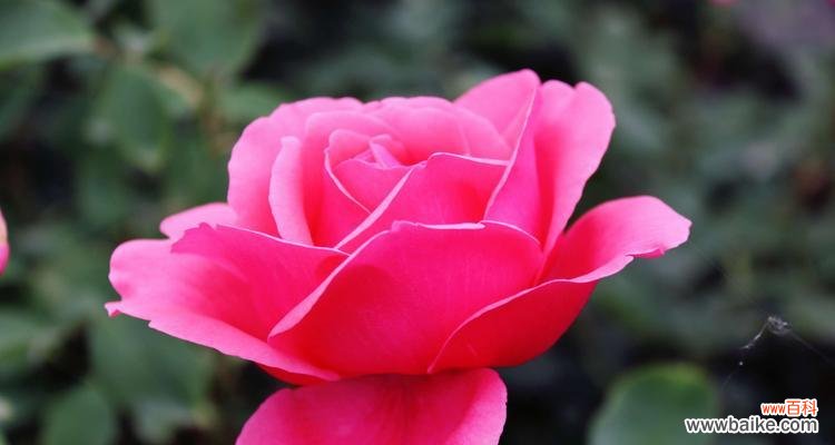 探寻粉色月季的心灵密码 粉色月季的花语与寓意