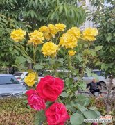 探索花卉背后的奇妙世界 以丰花月季——追求生命之美