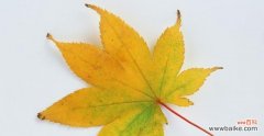 秋日枫叶的寓意与美丽 枫叶花语
