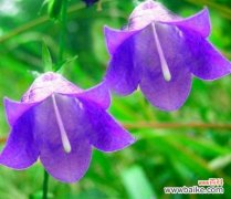 以花语传递美好祝福的风铃花 风铃花的花语——幸福与祝福