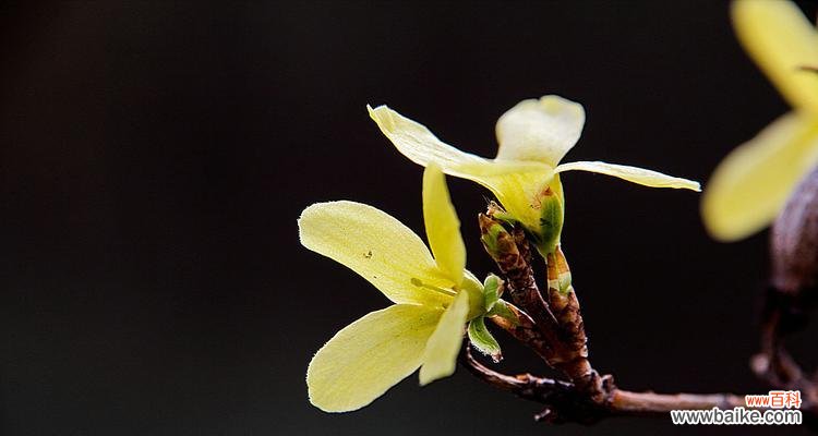 以连翘的花语传递的情感和祝福 以连翘的花语及其象征意义