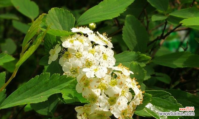探寻菱叶绣线菊花的独特语言 菱叶绣线菊花的花语及意义