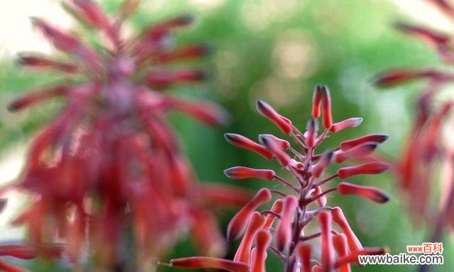 揭示芦荟花的隐含寓意 芦荟的花语与意义