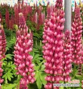 探寻鲁冰花的花语之美 鲁冰花的花语及其深刻意义